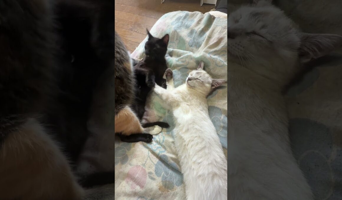 三毛猫ミックスにナメナメされる胴長シャムの雫に、黒猫の黒夢、クシャミぶっかけ