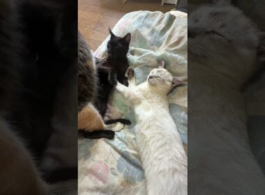 三毛猫ミックスにナメナメされる胴長シャムの雫に、黒猫の黒夢、クシャミぶっかけ