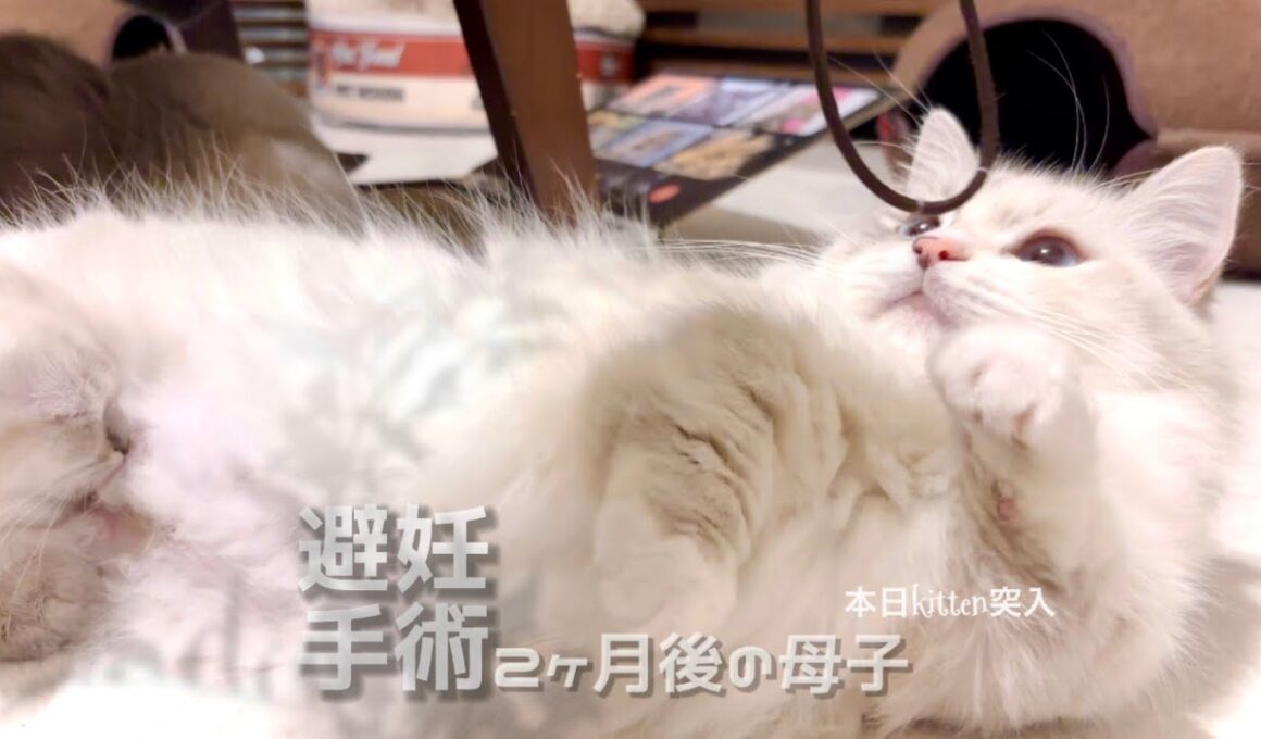 【猫】サンタを待つマウ君（BKサンタ対策）    #ラグドール    #マンチカン