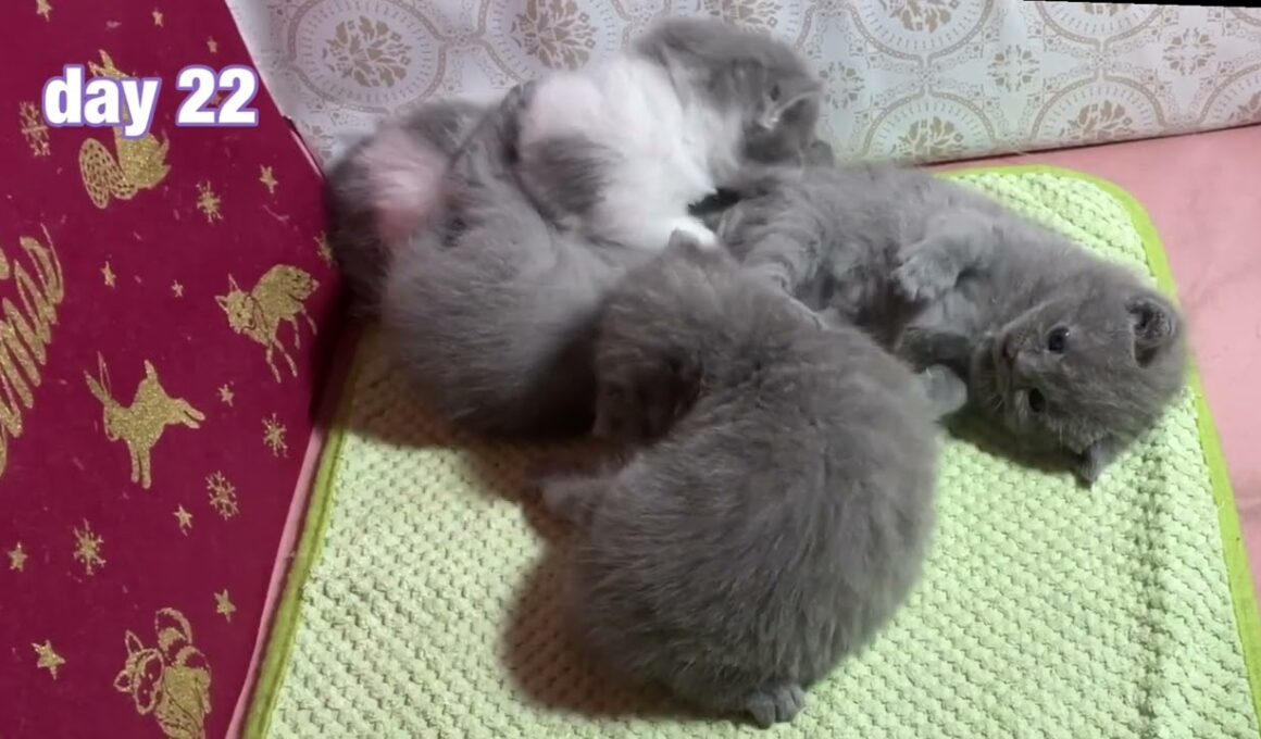 22日目の仕草【シャルトリュー✖️ブリティッシュ子猫】