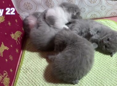 22日目の仕草【シャルトリュー✖️ブリティッシュ子猫】