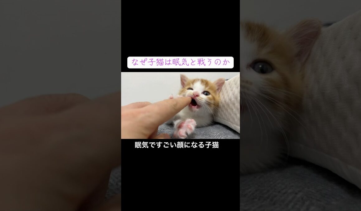 眠気と戦ってすごい顔になる子猫 #cat  #猫  #ねこ  #保護猫 #cute #猫のいる暮らし #子猫 #shorts  #kitten  #こねこ