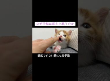 眠気と戦ってすごい顔になる子猫 #cat  #猫  #ねこ  #保護猫 #cute #猫のいる暮らし #子猫 #shorts  #kitten  #こねこ