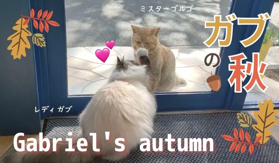 バーマン猫にとってもロマンチックな季節【ガブの秋】Gabriel‘s autumn （バーマン猫）Birman/Cat