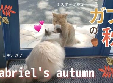 バーマン猫にとってもロマンチックな季節【ガブの秋】Gabriel‘s autumn （バーマン猫）Birman/Cat