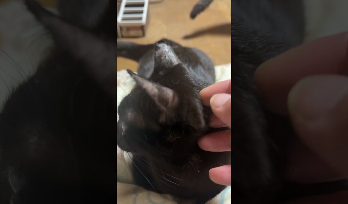 シャムの子ねこパンダくん、ビックリ。黒猫くーが、おかしな行動💦①