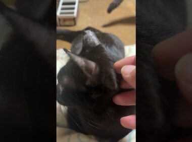 シャムの子ねこパンダくん、ビックリ。黒猫くーが、おかしな行動💦①