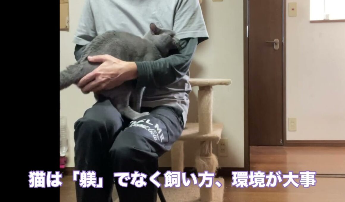 トレーニング風景【シャルトリュー子猫】