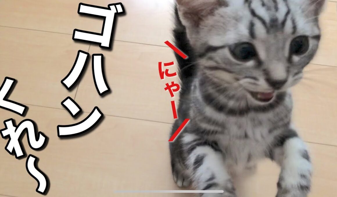 【必見】ご飯の催促がかわいすぎる子猫♪【アメリカンショートヘア】