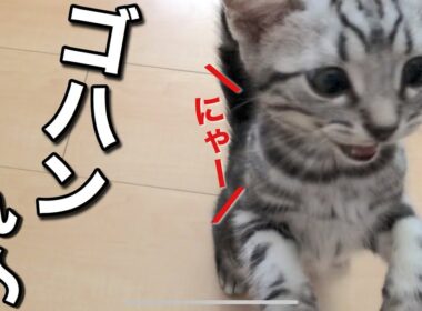 【必見】ご飯の催促がかわいすぎる子猫♪【アメリカンショートヘア】