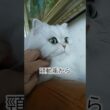 チクショーニャン #cat #猫のいる暮らし #チクショーマン #irisout #ペルシャ猫 #チンチラシルバー