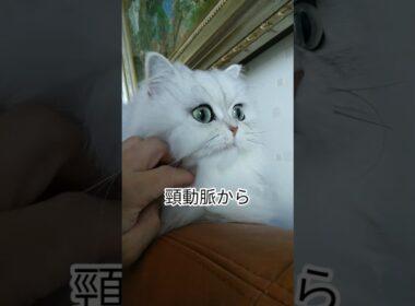 チクショーニャン #cat #猫のいる暮らし #チクショーマン #irisout #ペルシャ猫 #チンチラシルバー