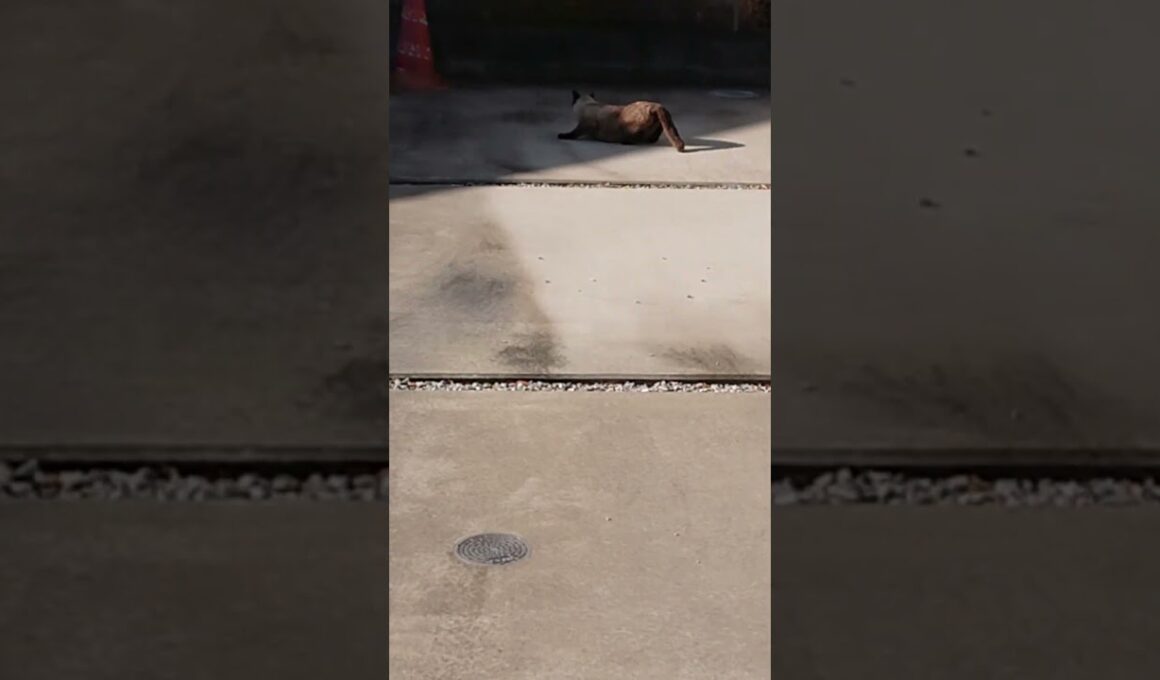 室外機からのゴロンなシャム猫っぽいの。【お外の動物その615】#shorts