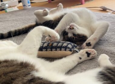 お姉ちゃん猫にちょっかいをかける子猫が面白いwww