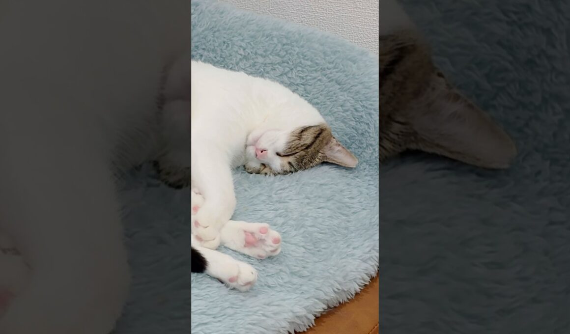 【保護猫】食べてのんで寝るだけの猫