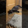 シャムの子ねこパンダくん、ビックリ。黒猫くーが、おかしな行動💦②雫も？