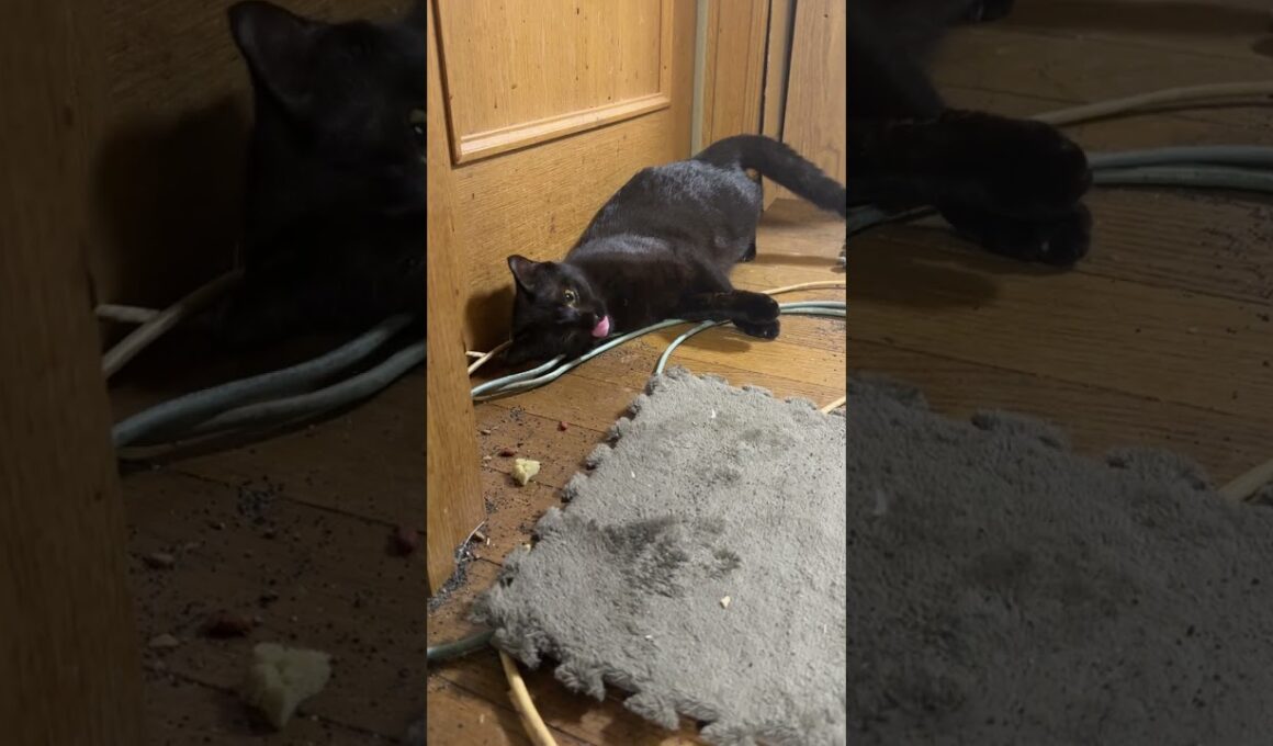 シャムの子ねこパンダくん、ビックリ。黒猫くーが、おかしな行動💦②雫も？