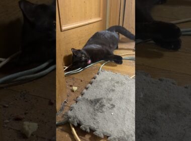 シャムの子ねこパンダくん、ビックリ。黒猫くーが、おかしな行動💦②雫も？