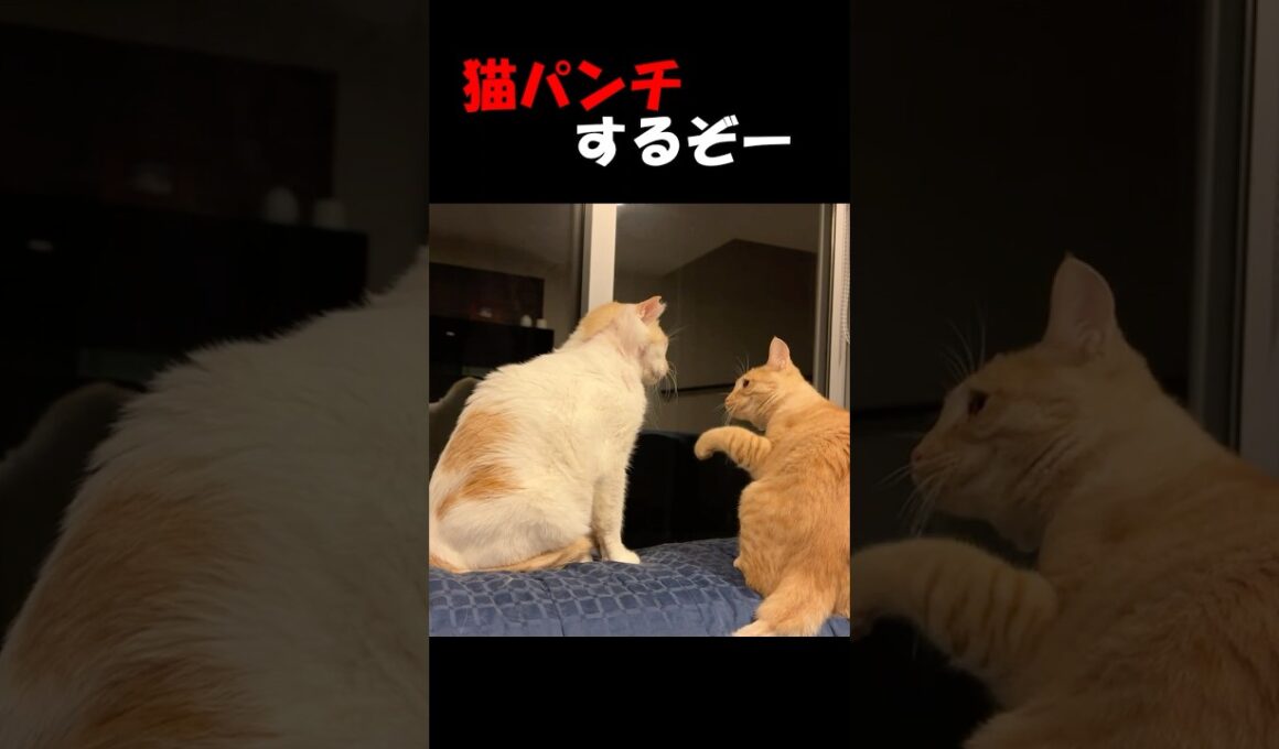【子猫😺の反撃からの...】成猫に怒られた子猫が反撃を試みるが、想定外の展開に😲　まるでダチョ〇俱楽部のネタのようです。　#short