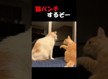 【子猫😺の反撃からの...】成猫に怒られた子猫が反撃を試みるが、想定外の展開に😲　まるでダチョ〇俱楽部のネタのようです。　#short
