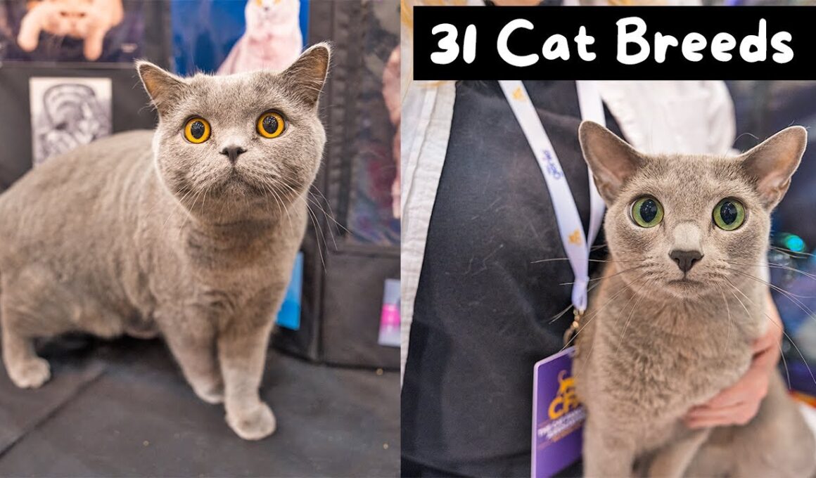 Meet Every Cat Breed at the Largest Cat Show in the World (CFA International 2024) | The Cat Butler