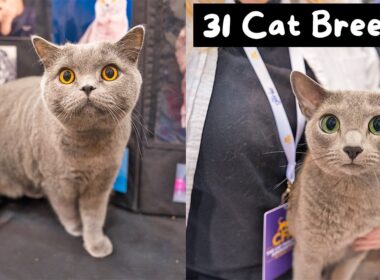 Meet Every Cat Breed at the Largest Cat Show in the World (CFA International 2024) | The Cat Butler