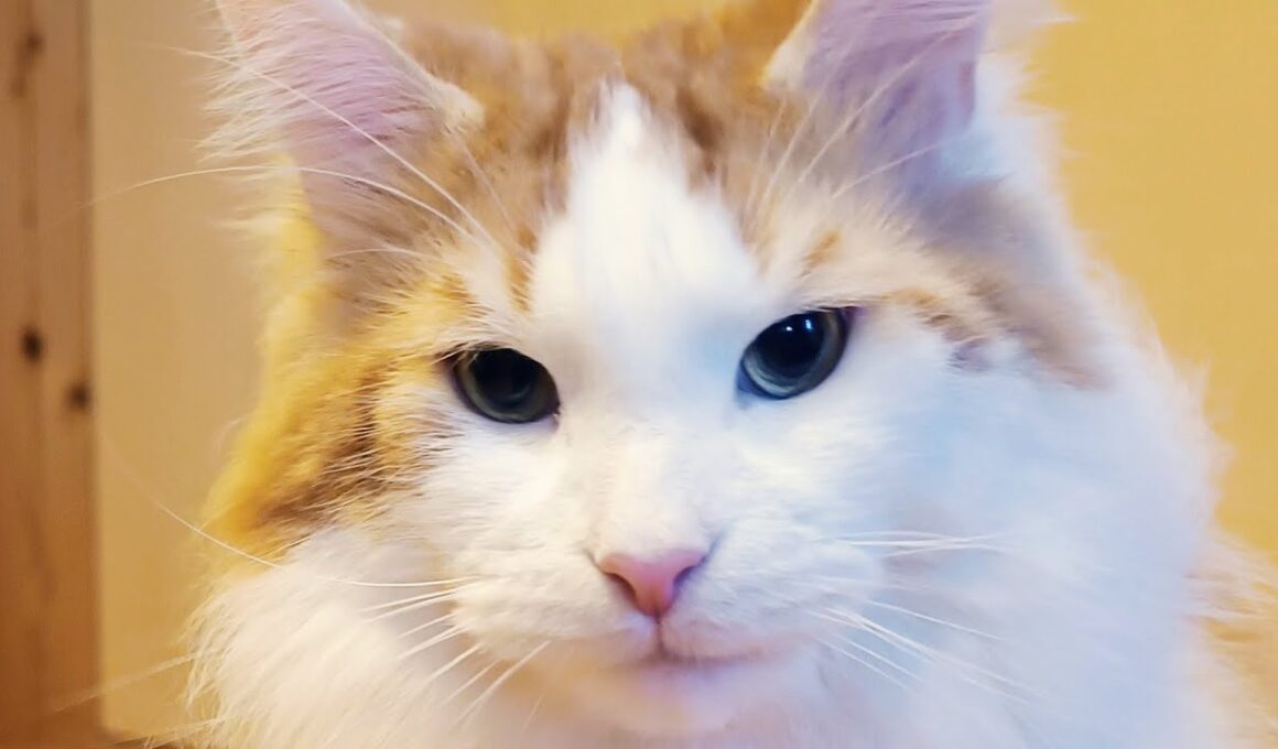 セテさんのお正月配信【大型猫メインクーンの賀正】