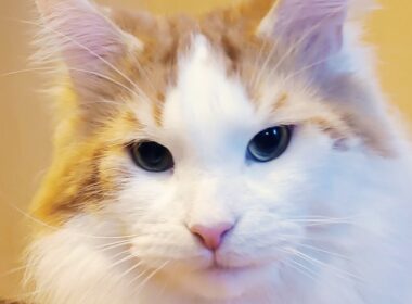 セテさんのお正月配信【大型猫メインクーンの賀正】