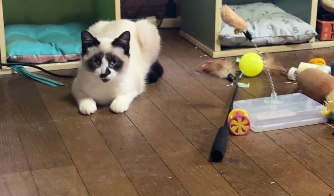 シャムのパンダ「布団で一緒に寝たいけど、キジシロのルル、シャムの雫、黒猫くー、黒夢で、空きがない💦」