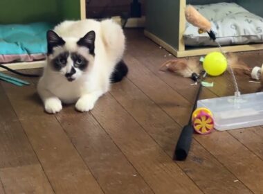 シャムのパンダ「布団で一緒に寝たいけど、キジシロのルル、シャムの雫、黒猫くー、黒夢で、空きがない💦」