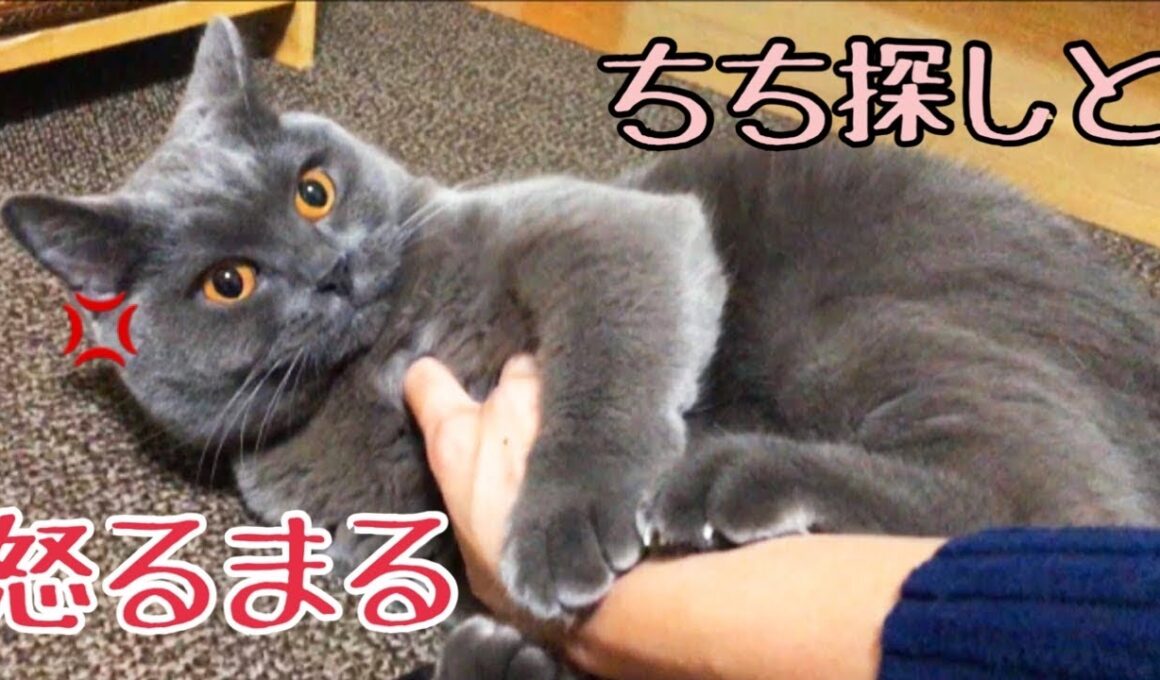 猫の日常#5 今日のまる ブリティッシュショートヘア　cat video (=^x^=) Male British short hair ゴロねこのちちを探したら逆襲されました