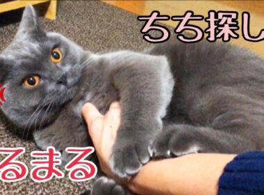 猫の日常#5 今日のまる ブリティッシュショートヘア　cat video (=^x^=) Male British short hair ゴロねこのちちを探したら逆襲されました