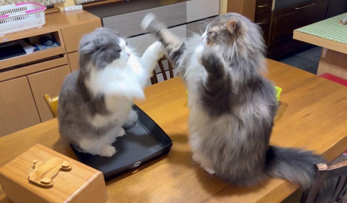 【元気‼︎】どうしてもお兄ちゃんに構ってほしい、やんちゃノルウェージャンフォレストキャット