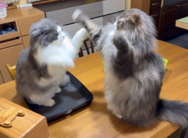 【元気‼︎】どうしてもお兄ちゃんに構ってほしい、やんちゃノルウェージャンフォレストキャット