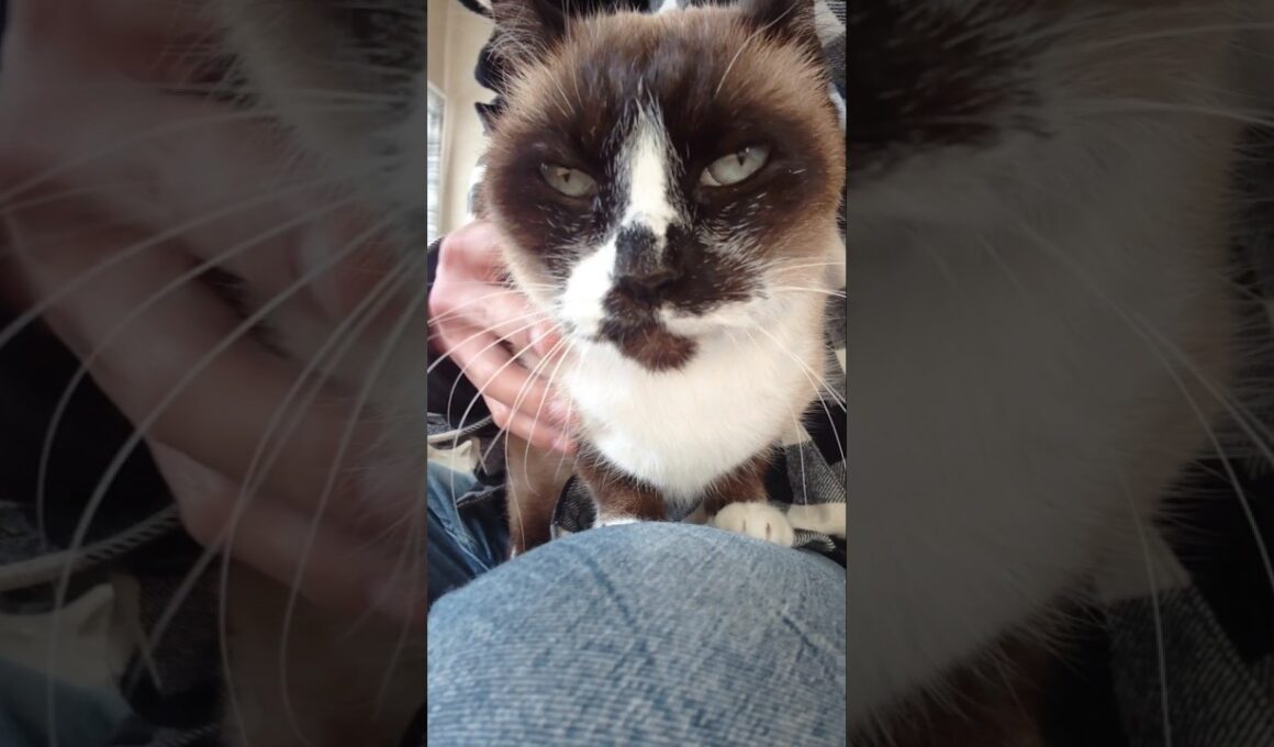 お昼寝後のシャム猫さん🐾#猫 #ねこ #cat #Shorts