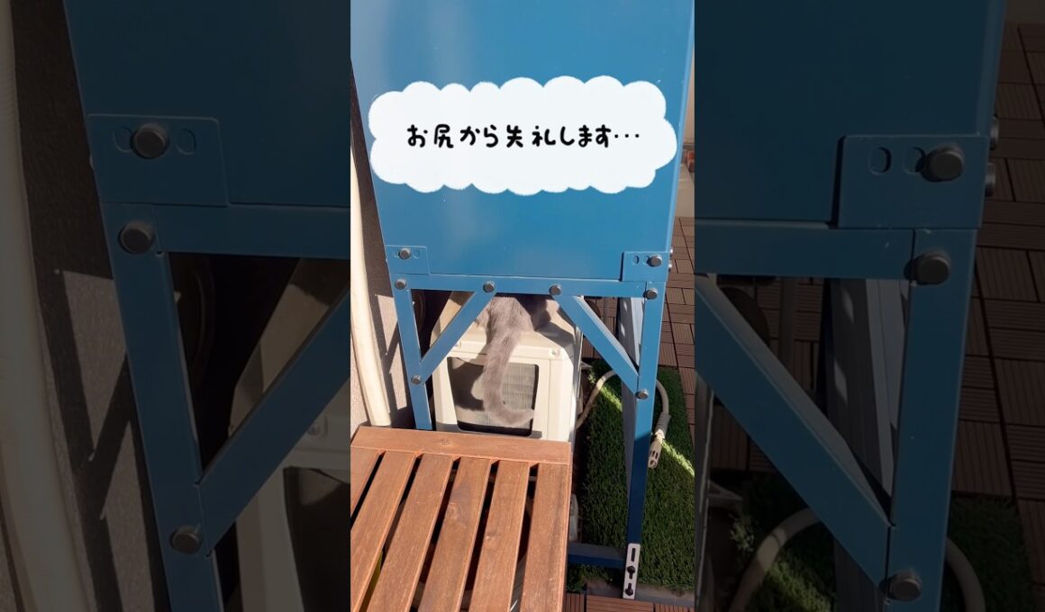 新年のひとりごと〜【シャルトリューつむやまの寝正月日記】 #cat #chartreux #猫 #ネコ #シャルトリュー  #ねこ #葬送のフリーレン #milet #お正月