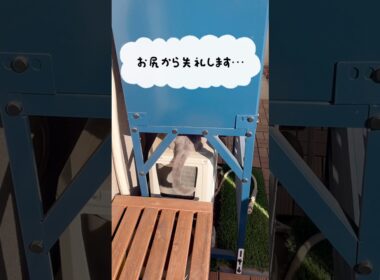 新年のひとりごと〜【シャルトリューつむやまの寝正月日記】 #cat #chartreux #猫 #ネコ #シャルトリュー  #ねこ #葬送のフリーレン #milet #お正月