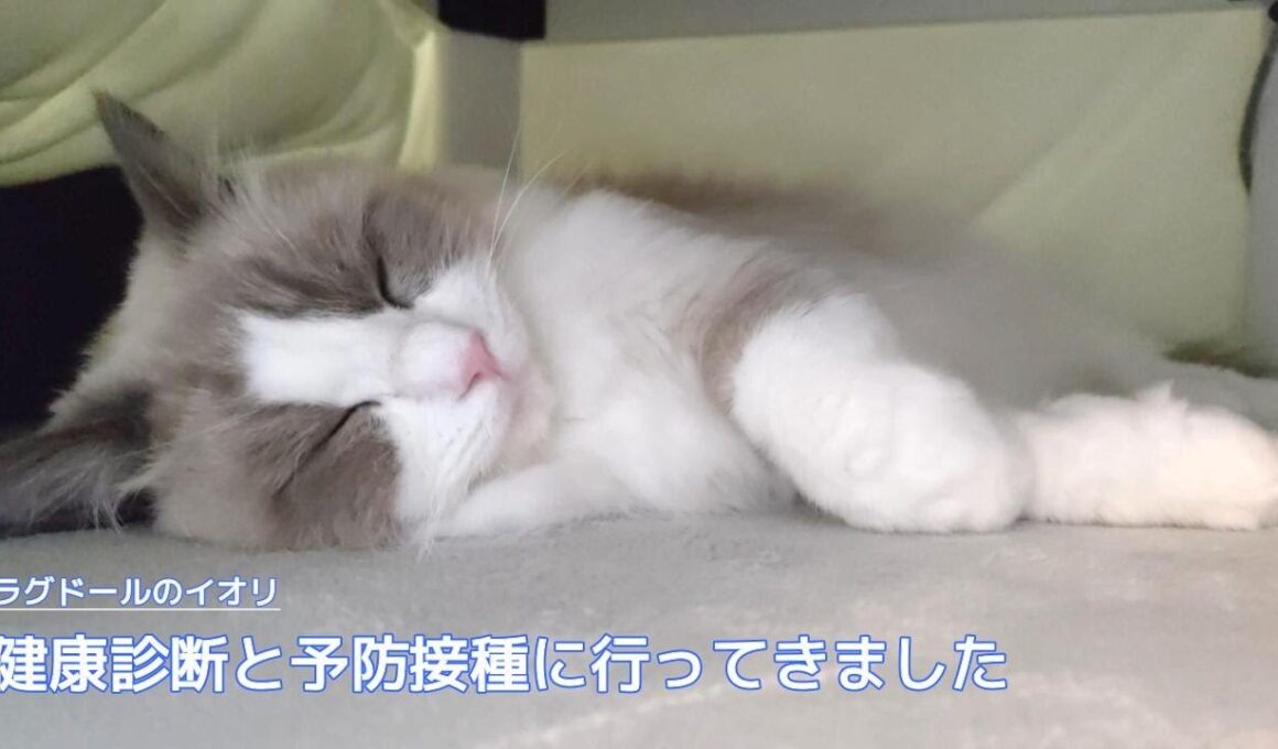 【ラグドール】健康診断と予防接種に行ってきました