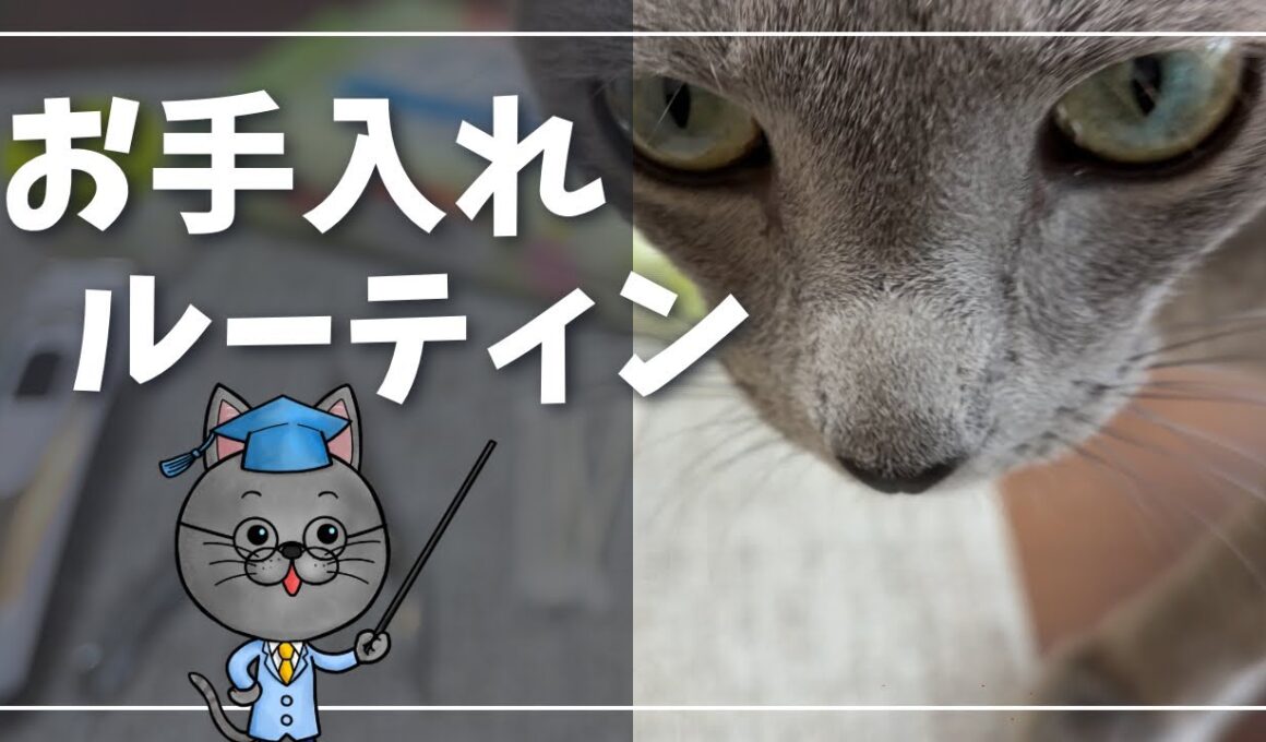 爪切り、耳掃除、肉球ケアまでご機嫌で全部させてくれる猫【ロシアンブルー】