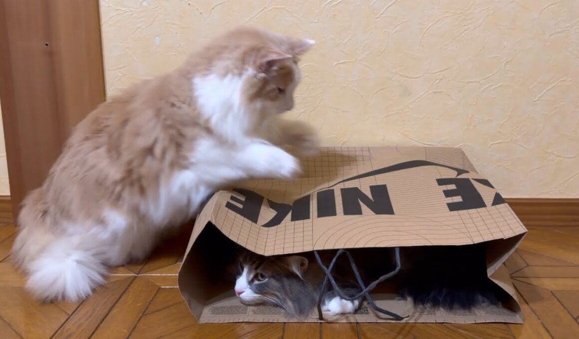 【紙袋】お兄ちゃんに潰される…！？ノルウェージャンフォレストキャットとターキッシュアンゴラ