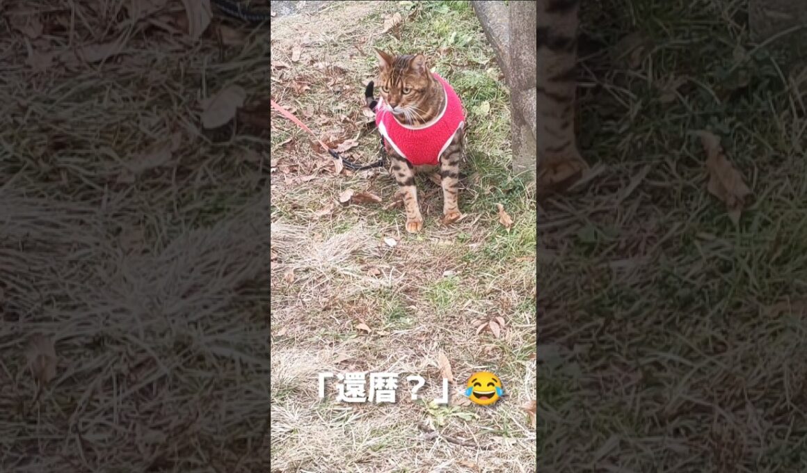 冬服を着てお散歩するベンガルずです