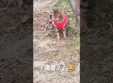 冬服を着てお散歩するベンガルずです