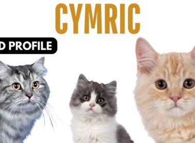 Cymric Cat Breed Profile History - Price - Traits - Cymric Manx Cat Grooming Needs - Lifespan