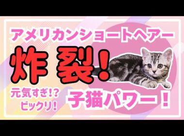 アメリカンショートヘアーの子猫のパワーがすごすぎて・・・#cat #スローモーション