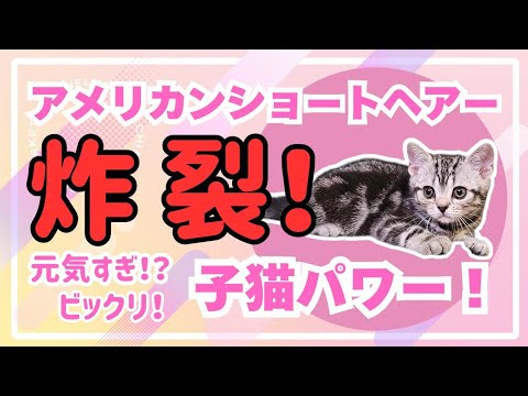 アメリカンショートヘアーの子猫のパワーがすごすぎて・・・#cat #スローモーション