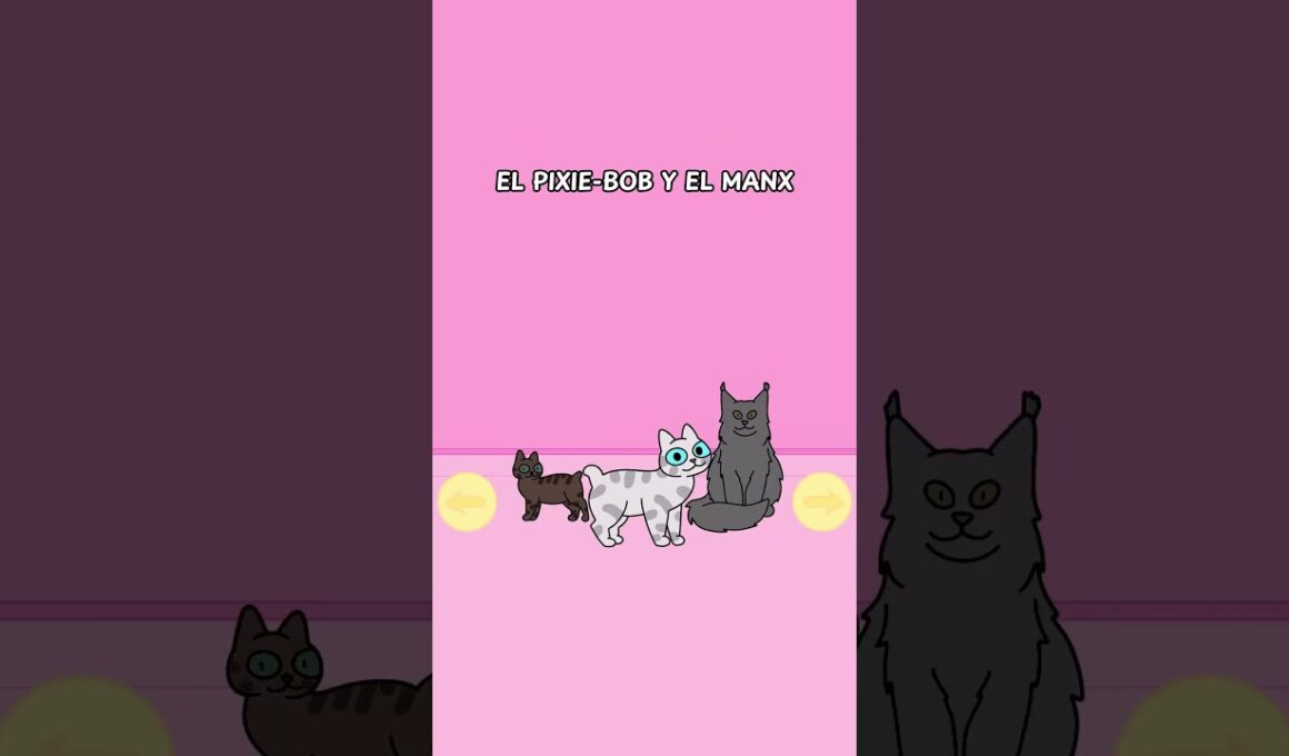 ¿Por qué algunos gatos tienen seis dedos? 🐾✨ #gatos #gatitos #felinos #michi #michis #gatosgraciosos