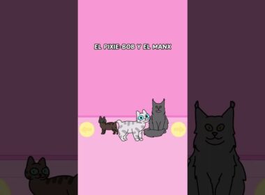 ¿Por qué algunos gatos tienen seis dedos? 🐾✨ #gatos #gatitos #felinos #michi #michis #gatosgraciosos