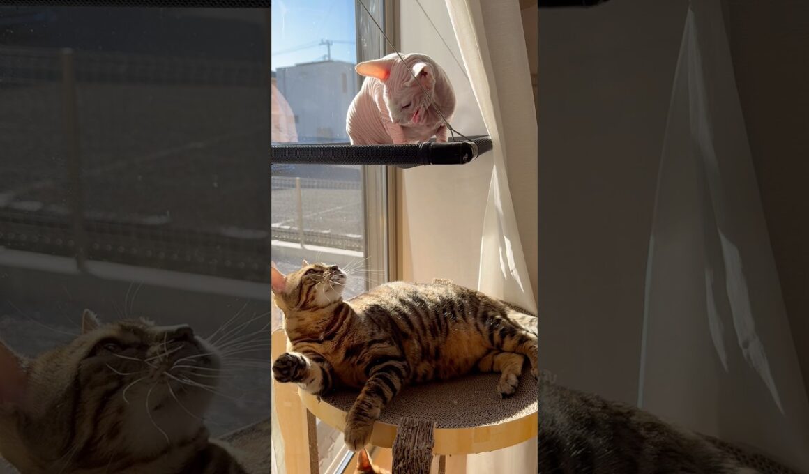 姉猫クレスのことが大嫌いなアレクサンドラ【スフィンクス】