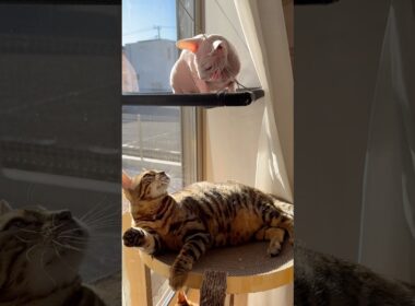 姉猫クレスのことが大嫌いなアレクサンドラ【スフィンクス】