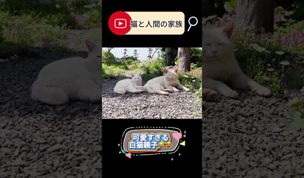 お庭に現れたソックリな親子猫 #shorts#保護子猫 #子ネコ #保護猫 #三毛猫家族 #兄弟猫 #三毛猫親子 #白猫 #子猫